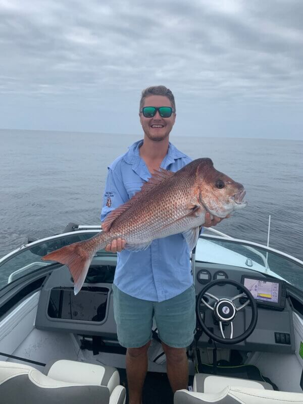 snapper
